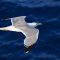 seagull-gafceb3fb8_1920